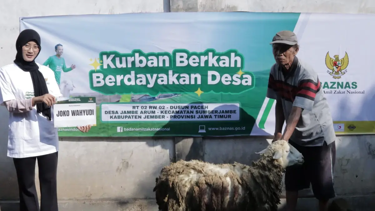 BAZNAS Jember Salurkan Hewan Kurban ke Desa-Desa,&nbsp;Tiga Tahun Berturut-turut Balai Ternak Sukses Suplai Domba