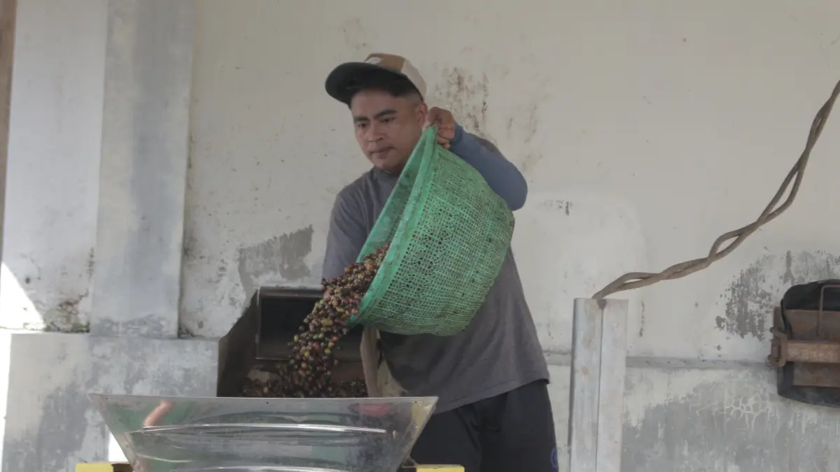 DIBERSIHKAN: Sejumlah pekerja kopi di Bondowoso memisahkan kulit dan biji kopi menggunakan alat khusus, beberapa waktu lalu. (ILHAM WAHYUDI/RADAR IJEN)