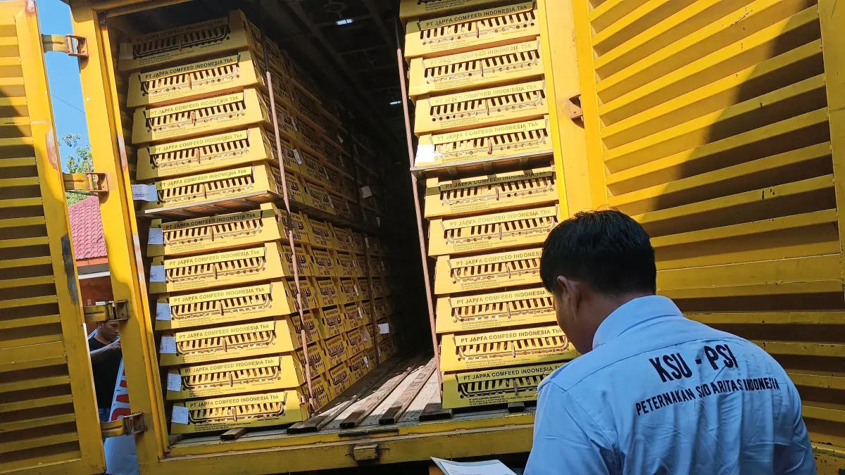 DITURUNKAN: Beberapa anakan ayam jawa super saat akan diperlihatkan di Pendopo Bupati Bondowoso beberapa waktu lalu.(FAQIH HUMAINI/RADAR IJEN)
