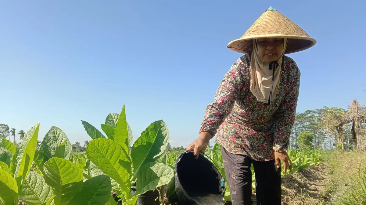 TERUS MERAWAT: Salah seorang petani saat memupuk tembakau yang sudah hampir siap dipanen. Kini Pemerintah akui siapkan strategi penguatan tembakau lokal.(FAQIH HUMAINI/RADAR IJEN)
