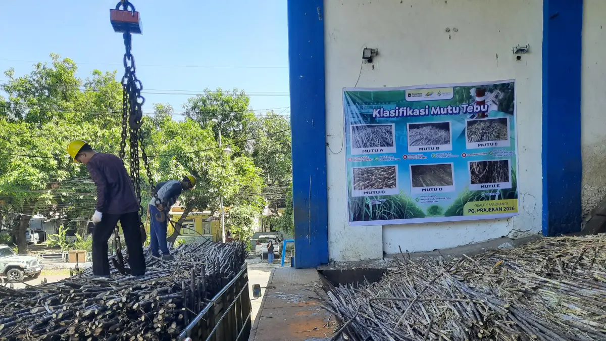 DIANGKUT: Tebu lokal saat akan di proses menjadi gula. Produksi gula Bondowoso masih menjadi komodasi lokal yang diminati.(FAQIH HUMAINI/RADAR IJEN)