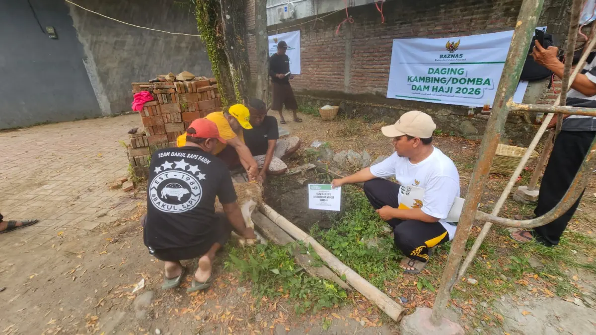 Pertama Kali, BAZNAS Jember Sembelih Domba Dam Jamaah Haji Indonesia dan Salurkan ke Mustahik