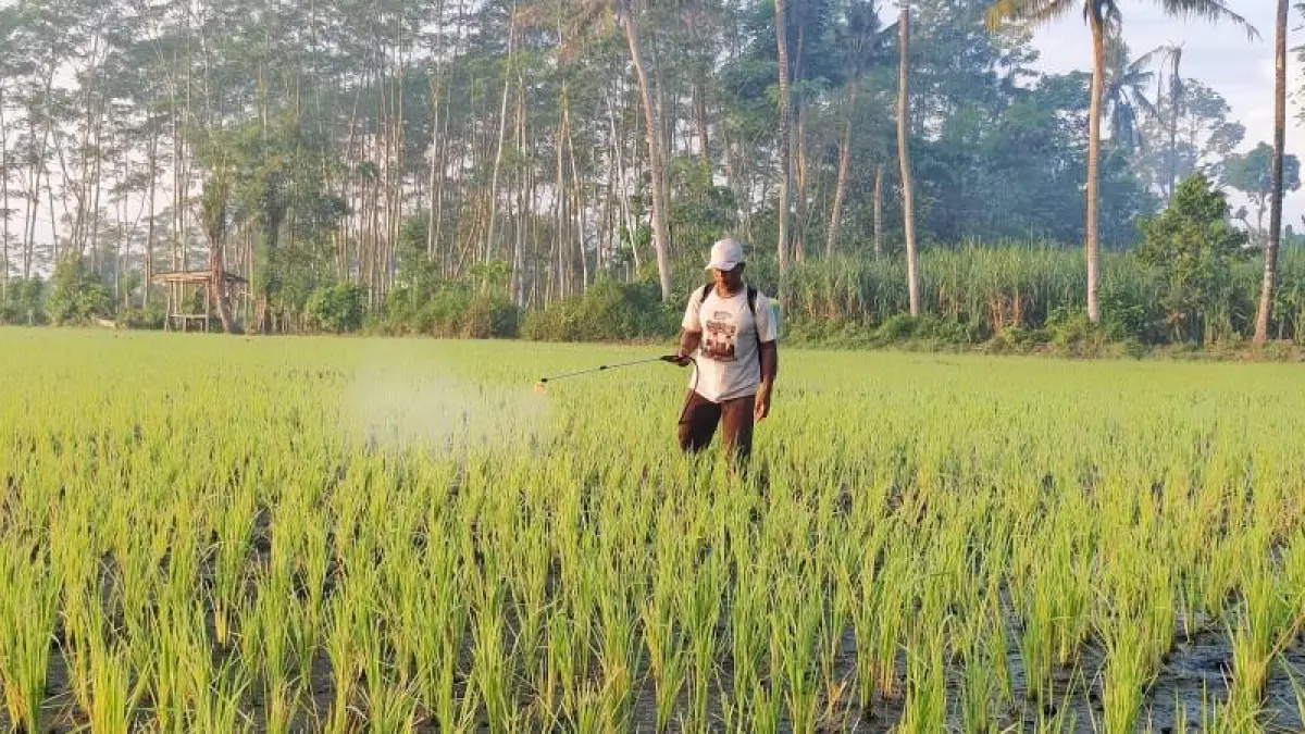 MASIH HIJAU: Seorang petani di Kelurahan Jogoyudan sedang memberikan pupuk tanaman padinya, kemarin. Kini puluhan ribu hectare lahan sawah di Lumajang sudah berubah menjadi pemukiman perumahan.(ATIEQSON MAR IQBAL/RAME)