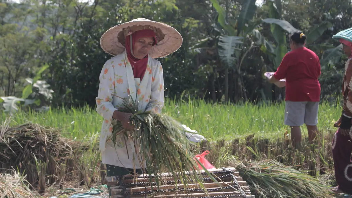 MENURUN: Hasil tanaman padi warga Pasrujambe menurun pasca diserang wereng. 