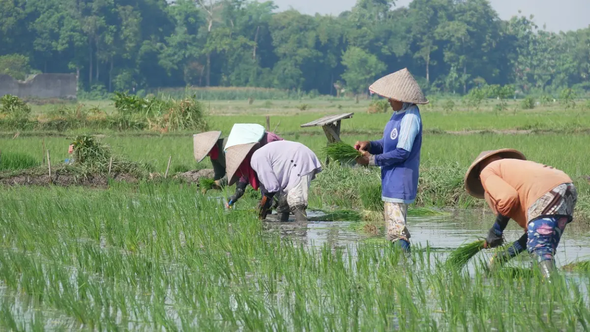 PENYANGGA PANGAN: Petani saat memanen padi di lahannya. Pemkab mengusulkan raperda cadangan pangan, DPRD pun meresponnya agar tak mengorbankan lahan dan petani. (SIDKIN ALI/RADAR JEMBER)