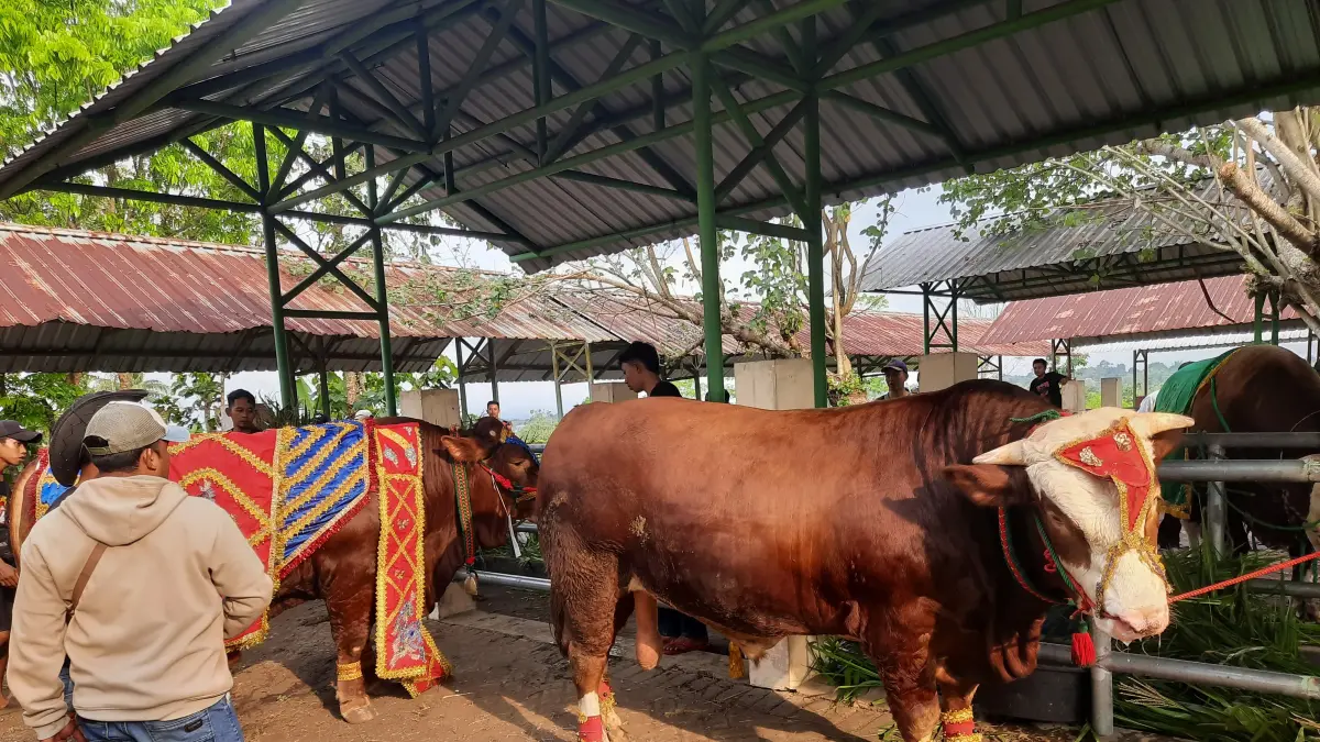 DIPAMERKAN: Salah satu sapi kontestan yang dipamerkan dalam exponak, Rabu (25/6). (FAQIH HUMAINI/RADAR IJEN)