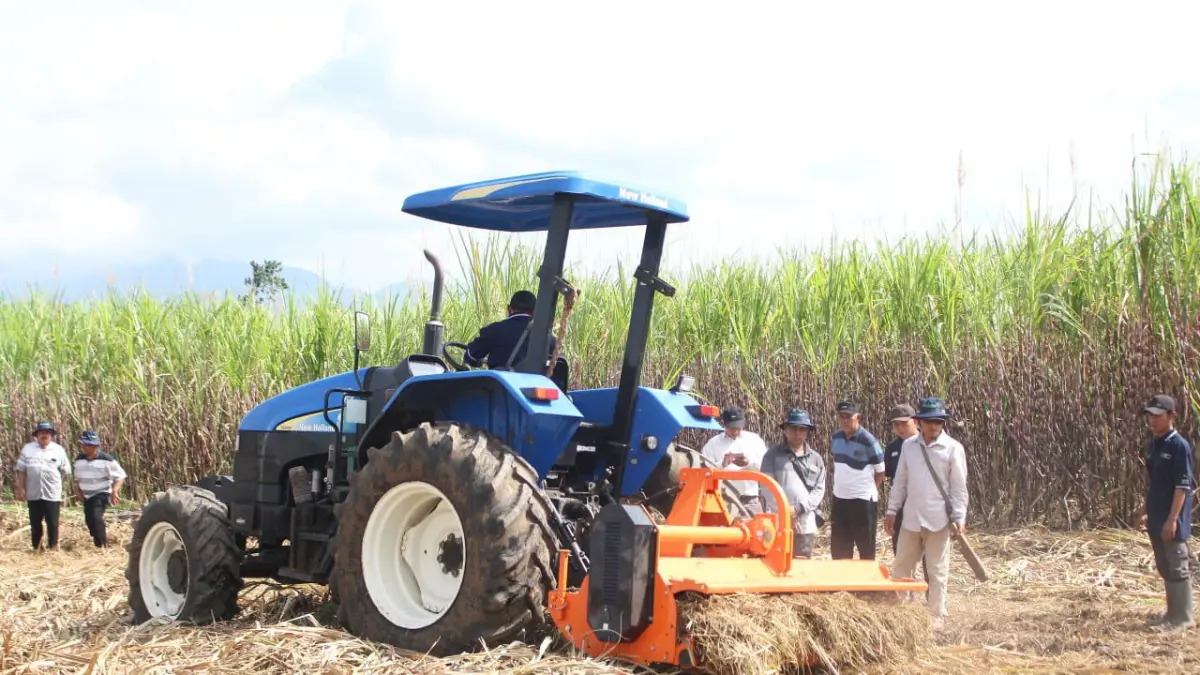 PANEN: Sejumlah pihak saat melaksanakan proses panen raya tebu di Kecamatan Prajekan. (FAQIH HUMAINI/RADAR IJEN)