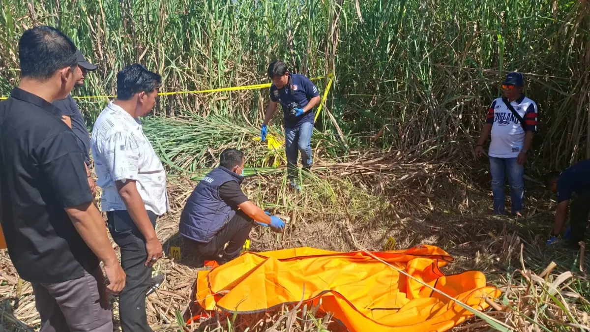 Geger penemuan kerangka manusia di area kebun tebu di Kecamatan Ajung