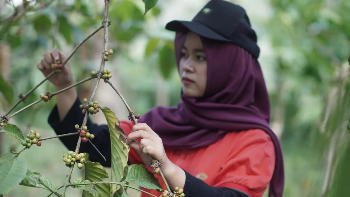 BELAJAR LANHSUNG: Mahasiswa melihat langsung proses produksi kopi dan karet di Kebun Gunung Pasang PDP Kahyangan di Desa Suci, Kecamatan Panti, kemarin (6/7). (SIDKIN ALI/RADAR JEMBER)