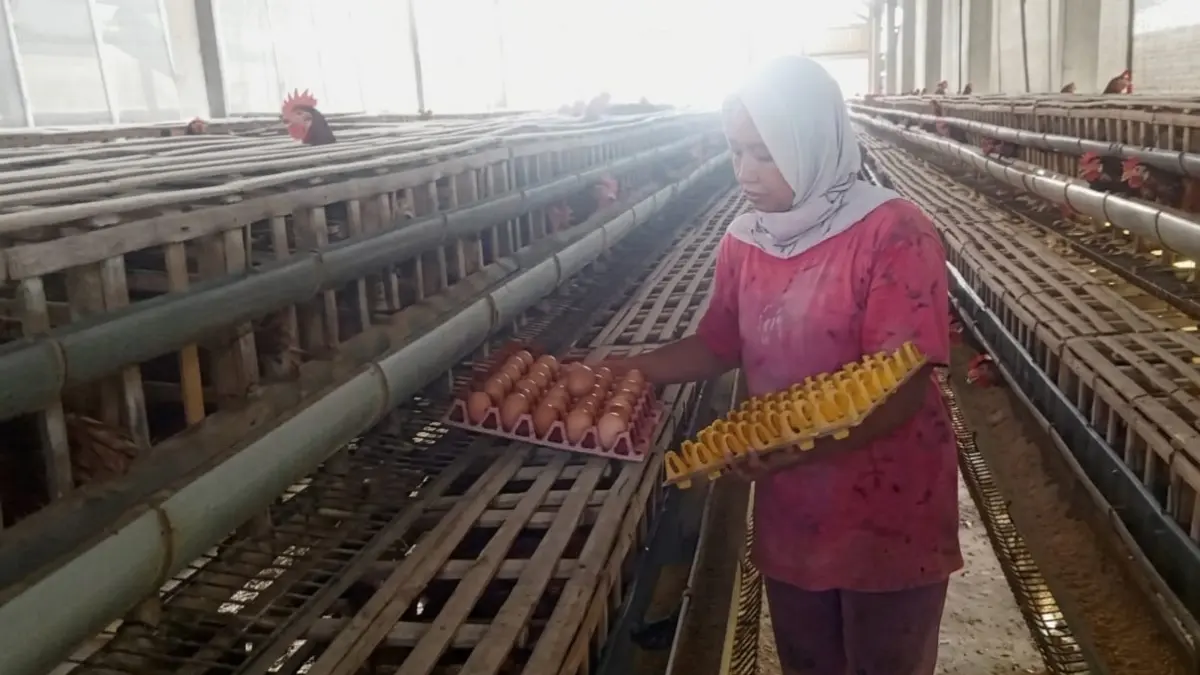 JELANG PANEN: Perawatan ternak ayam petelur di Desa Tutul, Kecamatan Balung. (NUGROHO)