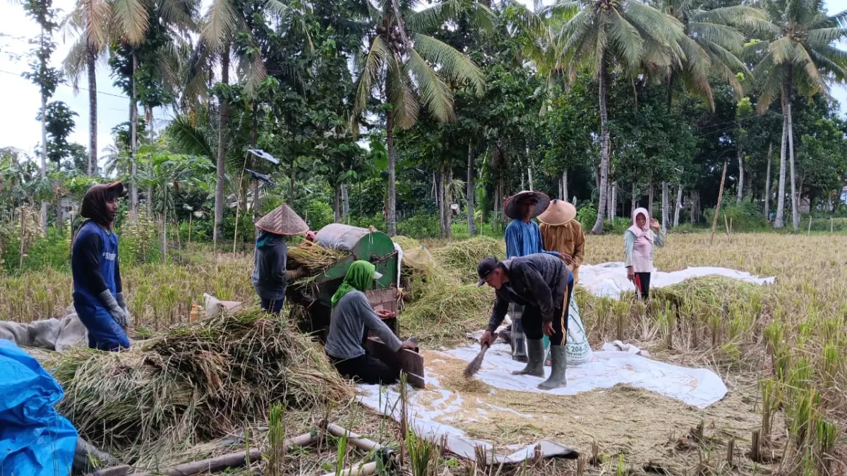 PANEN: Memasuki musim panen, warga Tempurejo harus menggigit jari karena serangan tikus. (M. ADHI SURYA/RADAR JEMBER
)
