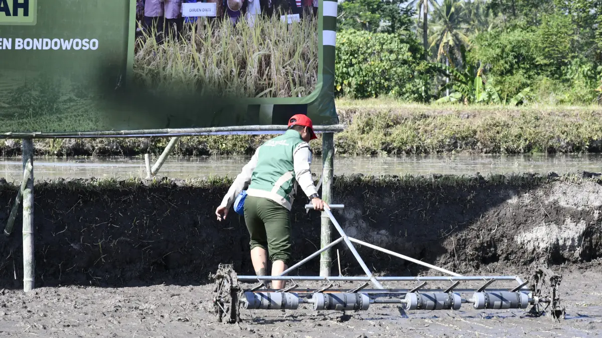 DIMULAI: Salah seorang petani di Lombok Kulon melakukan persiapan penanaman padi organik di sawahnya. (KOMINFO BONDOWOSO)