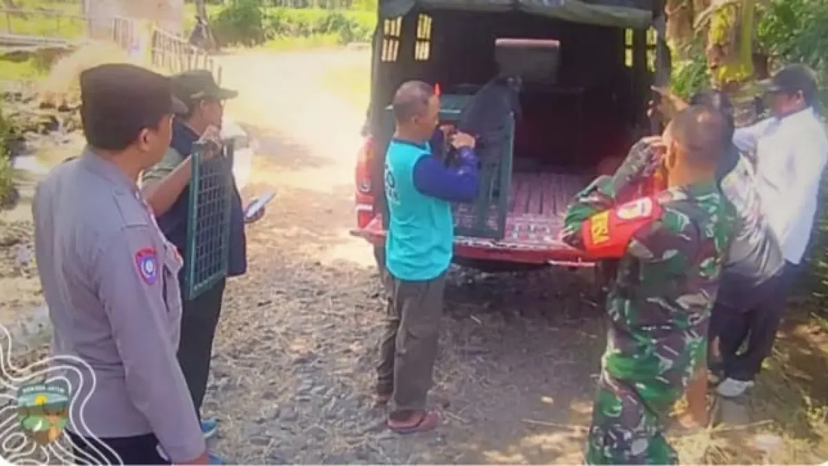 DIEVAKUASI: Petugas gabungan bersiap membawa Lutung Jawa yang sempat dipelihara oleh warga selama empat tahun. (DOK BKSDA JATIM)