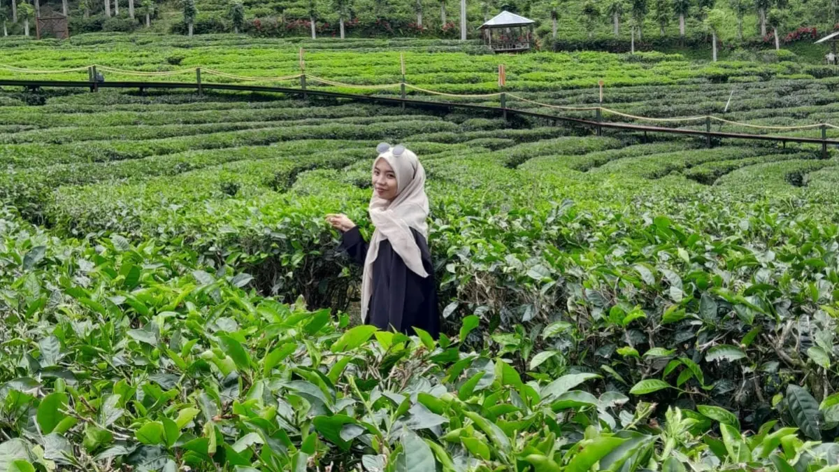 Pemandangan Kebun Teh Gambir. (Siti Roihani)