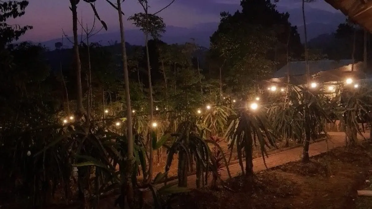 Pemandangan malam Dragon Fruit (SITI ROIHANI)