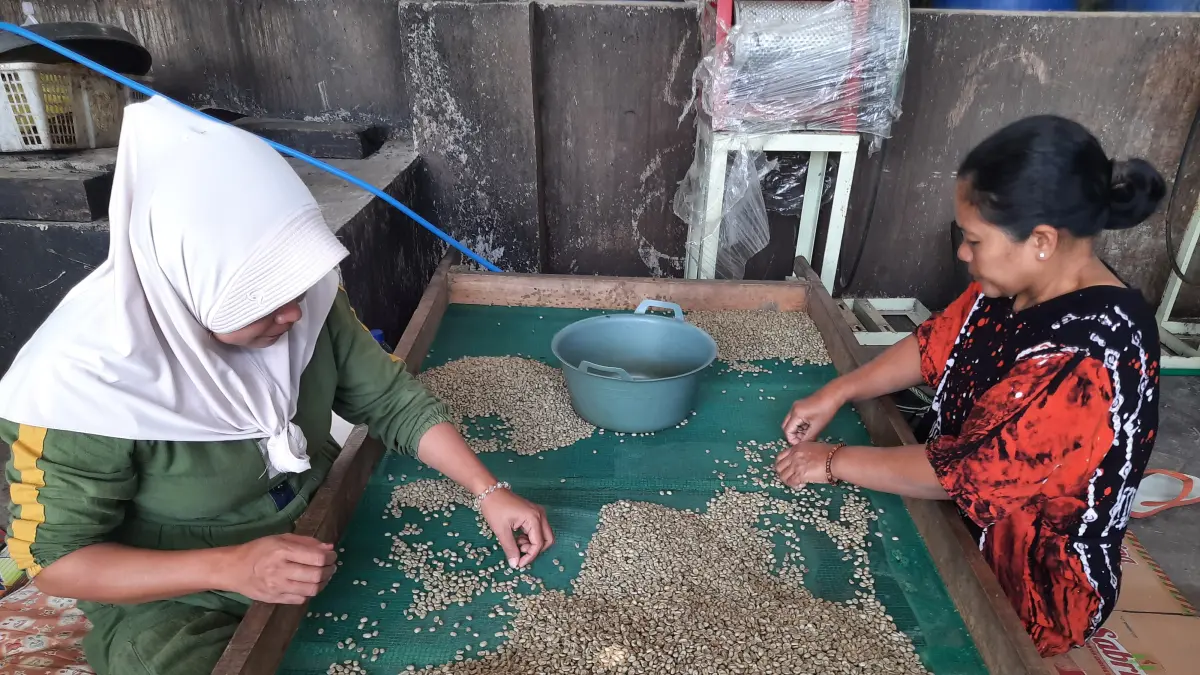 BEKERJA: Para pekerja kopi di Bondowoso saat menyortir kualitas kopi untuk siap diproduksi. (FAQIH HUMAINI/RADAR IJEN)