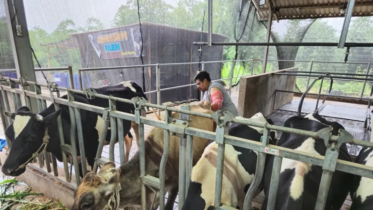 Hingga saat ini, Kelompok Ternak Sumber Karanglo memiliki lebih dari 58 ekor sapi perah dengan produksi mencapai lebih dari 400 liter susu setiap harinya.
