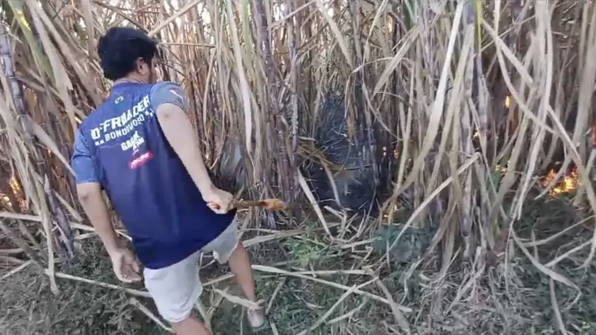 Pemilik Tebu di Desa Taal, Kecamatan Tapen Bondowoso berupaya memadamkan api di lahan miliknya menggunakan alat seadanya.