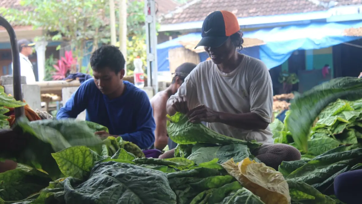 PILIH: Petani tembakau saat memilah tanaman tembakaunya, kemarin.(ATIEQSON MAR IQBAL/RAME)