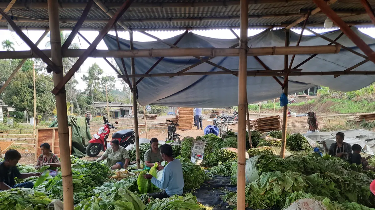 Sejumlah warga Bendelan Bondowoso saat mengemas tembakau (FAQIH/RJ)