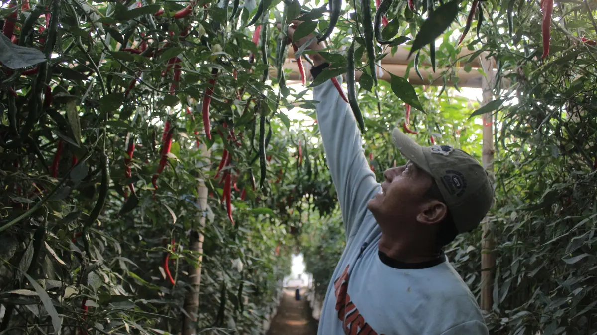 MERAWAT: Petani cabai saat merawat tanamannya dari ancaman hama dan musim kemarau. (ADE APRYANIS/RAME)