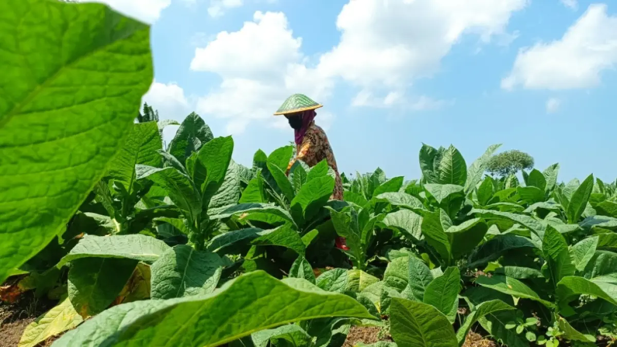 TERUS DIRAWAT: Petani tembakau saat merawat tanamannya untuk menjaga kualitas. (ADE APRYANIS/RAME)