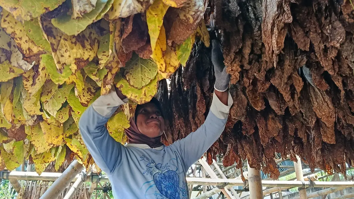 PANEN: Petani tembakau saat mengeringkan hasil tanamannya. (ADE APRYANIS/RADAR SEMERU)