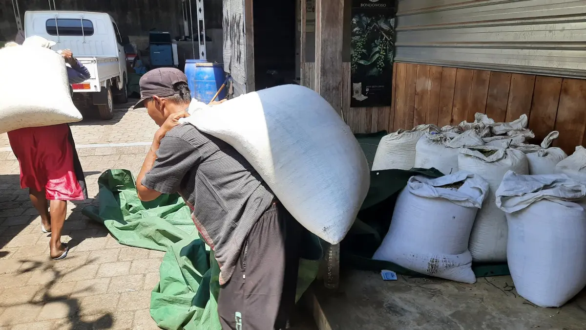DIANGKUT: Salah seorang buruh saat mengangkut hasil kopi yang sudah dipilah. (FAQIH HUMAINI/RADAR IJEN)