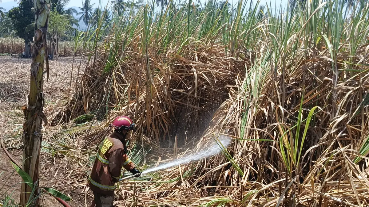 PADAMKAN: Penampakan petugas saat melakukan pembasahan lahan tebu yang terbakar, kemarin. (ATIEQSON MAR IQBAL/RAME)