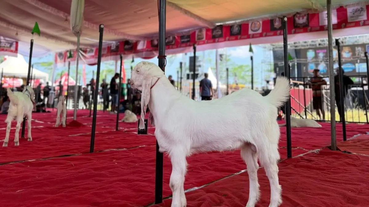 MENARIK: Penampakan kambing layak kontes, beberapa waktu lalu. (ATIEQSON MAR IQBAL/RADAR SEMERU)