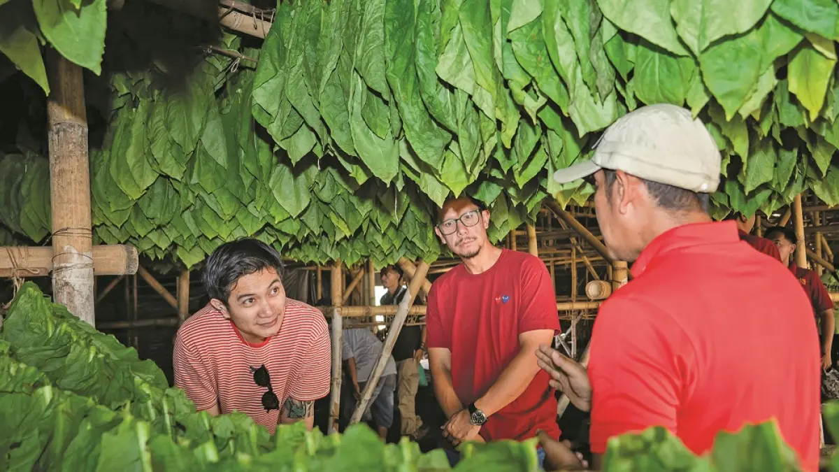 Angga dan Lale Maliq & D’Essentials mengunjungi gudang pengeringan tembakau di Jember.