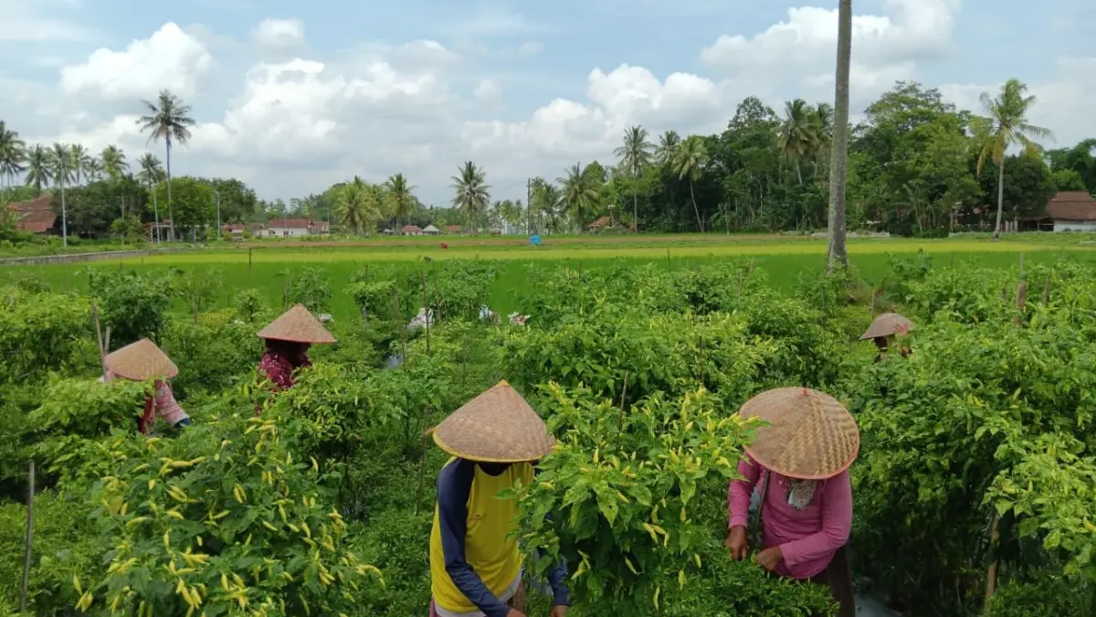 Aktivitas petani cabai di Bondowoso. (Faqih Humaini/Radar Ijen)