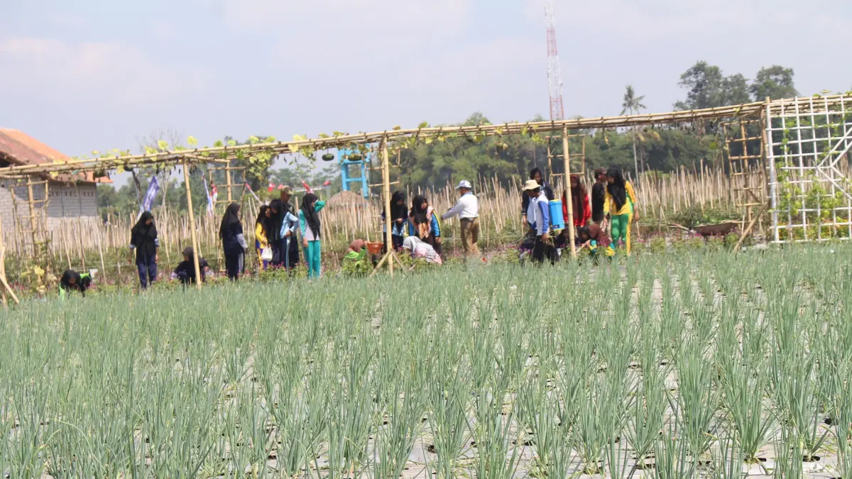 WAJIB DIJAGA: Petani saat memberikan pupuk pada tanamannya. (ADE APRYANIS/RAME)