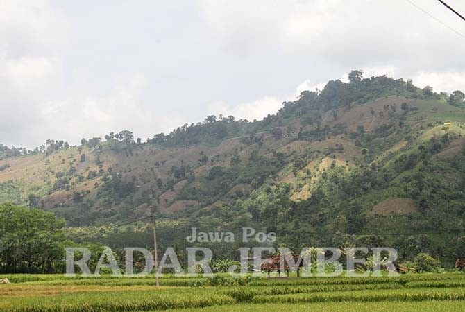 GUNDUL: Beginilah kondisi kawasan Blok Aren, Dusun Mandilis, Desa Sanenrejo, Tempurejo. Lahan berbukit ini sudah mulai ambles. Dengan penghijauan yang minim, maka wilayah itu potensi longsor. (Jumai/Radar Jember)