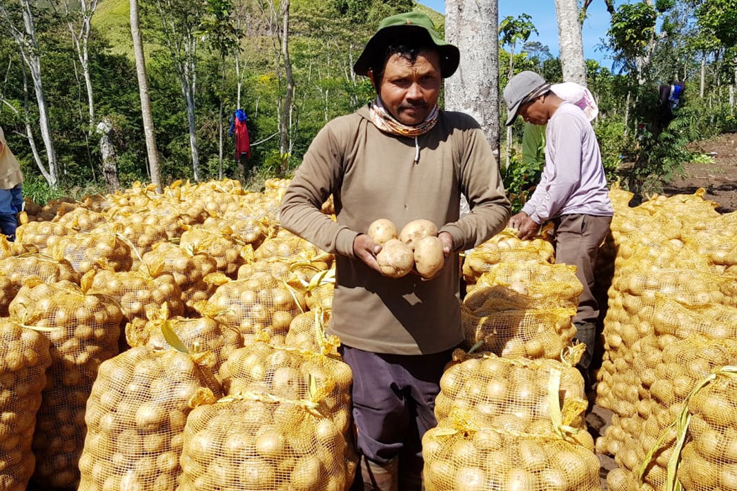 Hari for Radar Ijen  GELIATKAN BUMDES: Kentang yang ditanam para petani di Desa Sumberejo, Kecamatan Ijen baru saja panen. Kentang di desa ini dikelola BUMDES setempat.