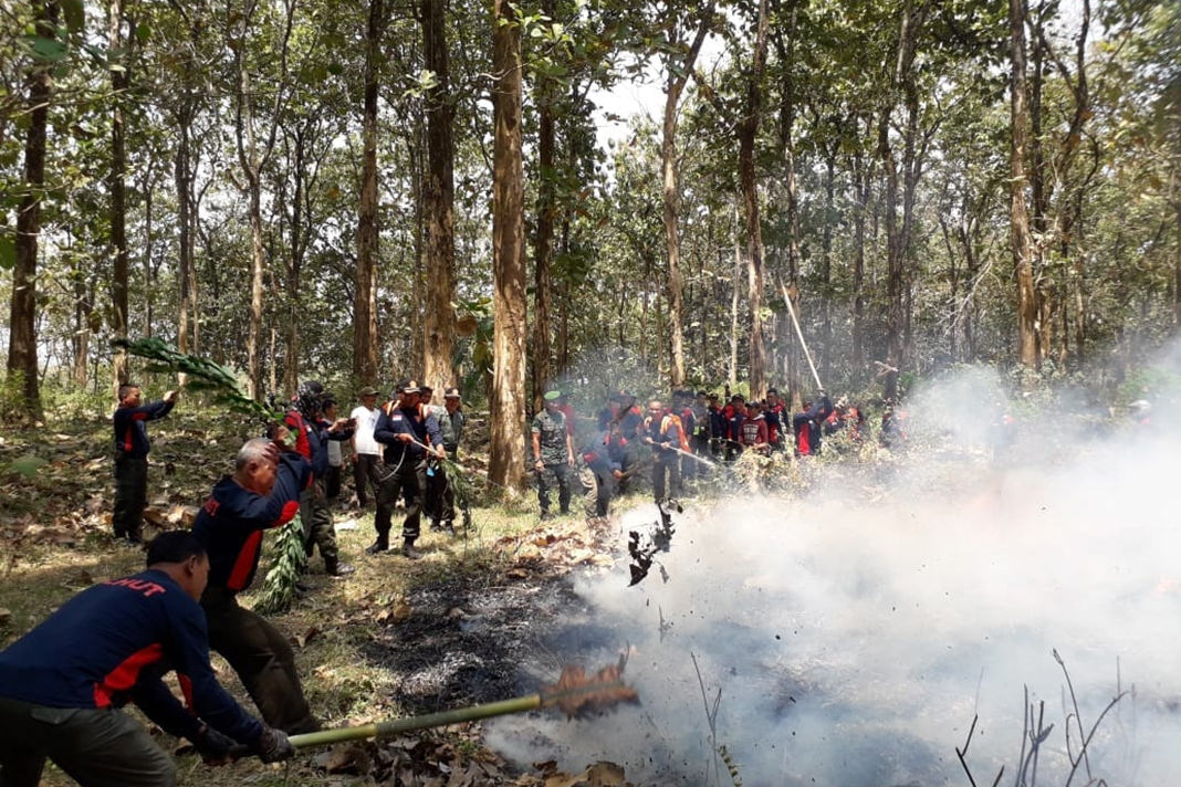 SKPH Perhutani Lumajang for RAME  SIMULASI: Personel Perum Perhutani sedang ikut simulasi menerapkan metode gepyokan untuk memadamkan kebakaran hutan.