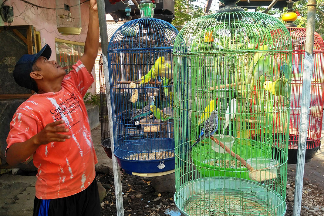 NUR HARIRI/RADAR JEMBER  WARNA-WARNI: Lovebird milik Holili yang dijual di pinggir jalan Kelurahan/Kecamatan Rambipuji, kemarin (31/8).