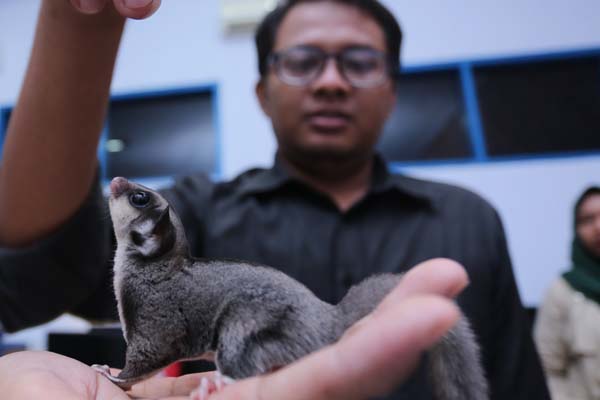 BAKAL DATANG NANTI: Komunitas Pecinta Sugar Glider Jember (KPSGJ) juga akan memeriahkan Joged Ramadan dengan memberikan sosialisasi tentang hewan marsupial imut ini.