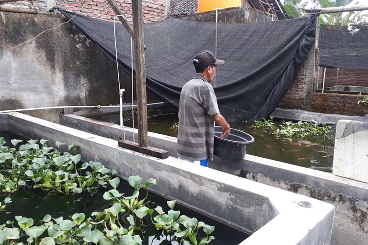 UNTUNG BESAR: Budidaya ikan nila bisa meraih untung besar terutama di musim puasa dan lebaran.