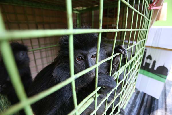 PRIMATA DILINDUNGI: Lutung Jawa yang baru didapatkan BKSDA Wilayah III Jember dari warga Desa Sumber Rejo, Ambulu.  Hewan  ini dilindungi dan jadi hewan endemik Pulau Jawa.