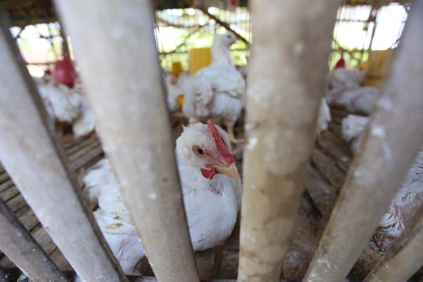 JAGONYA AYAM: Ayam broiler yang menunggu panen di kandang peternakan daerah Antirogo. Sepekan terakhir ini harga komoditas daging unggas tersebut turun drastis.