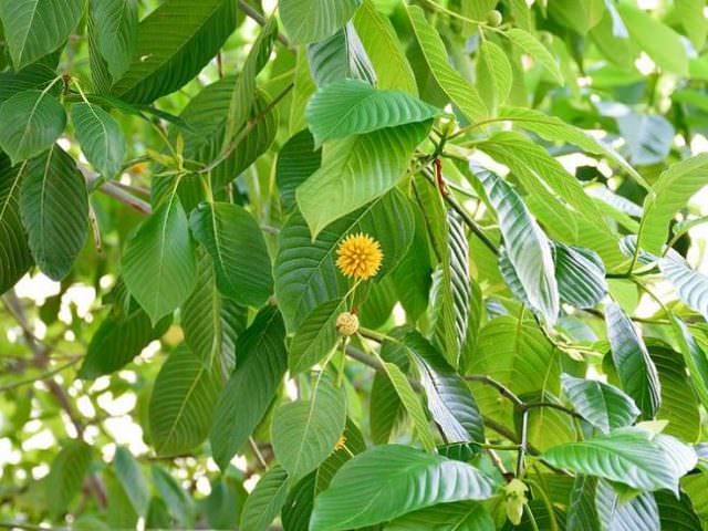 Kratom menjadi tumpuan baru dan besar bagi masyarakat Kalbar. Bukan hanya mengambilnya dari hutan, mereka juga sudah menanam atau membudidayakan. (dok. Prokal.co/Jawa Pos Group)