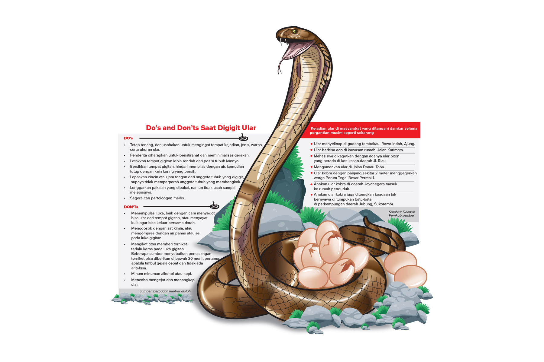 KECIL TAPI MEMATIKAN: Anakan ular kobra yang berhasil diamankan Damkar Jember di perkampungan daerah Jalan Jayanegara. Pada pergantian musim seperti ini, damkar kerap kali mendapatkan laporan ada ular masuk ke permukiman warga.