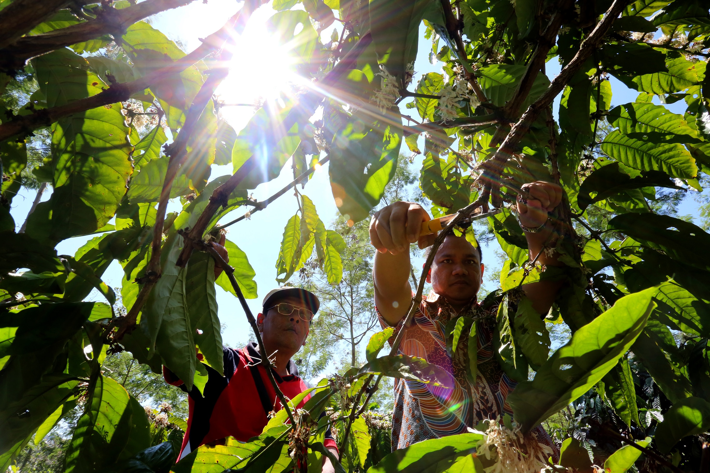 MERAWAT KOPI: Pekebun kopi di daerah Sidomulyo, Silo, sedang memangkas ranting kopi agar produksinya meningkat. Silo menjadi daerah dengan kebun kopi terluas di Jember.