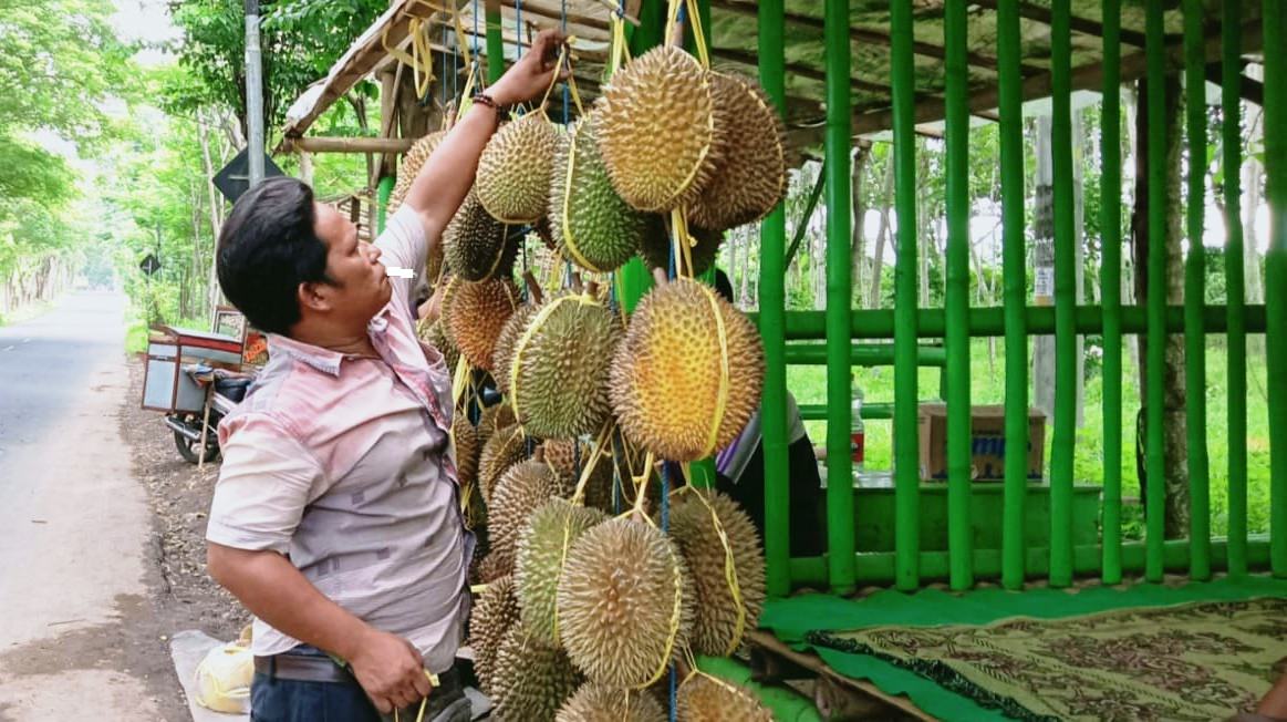MANIS BERDURI: Gito Rolis salah seorang penjual durian di Sukorambi. Banyak orang kepincut durian Sukorambi karena rasanya manis dan daging buahnya dianggap memiliki tekstur lembut.