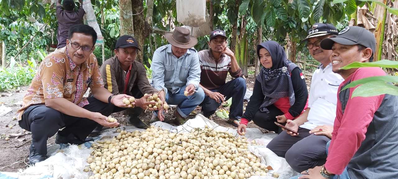 BUAH LOKAL: Di Desa Klompangan, Kecamatan Ajung, ternyata masyarakatnya telah membudidayakan tanaman buah duku semenjak 2009 lalu.