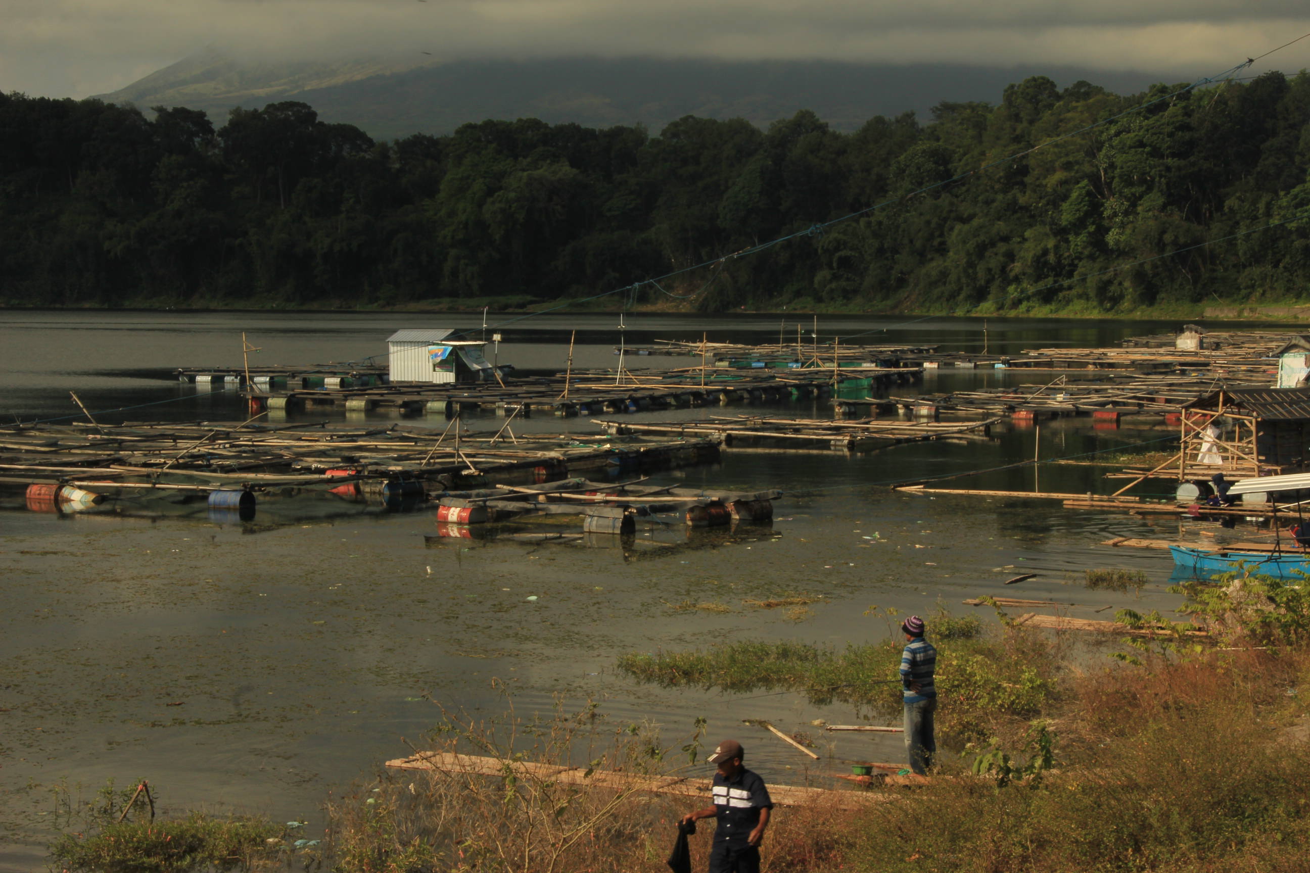 POTENSI EKONOMI WARGA: Keramba di Ranu Klakah ini sudah puluhan tahun sangat membantu perekonomian warga sekitar. Fenomena upwelling, membuat pengelola keramba harus waspada atau panen ikan lebih awal.