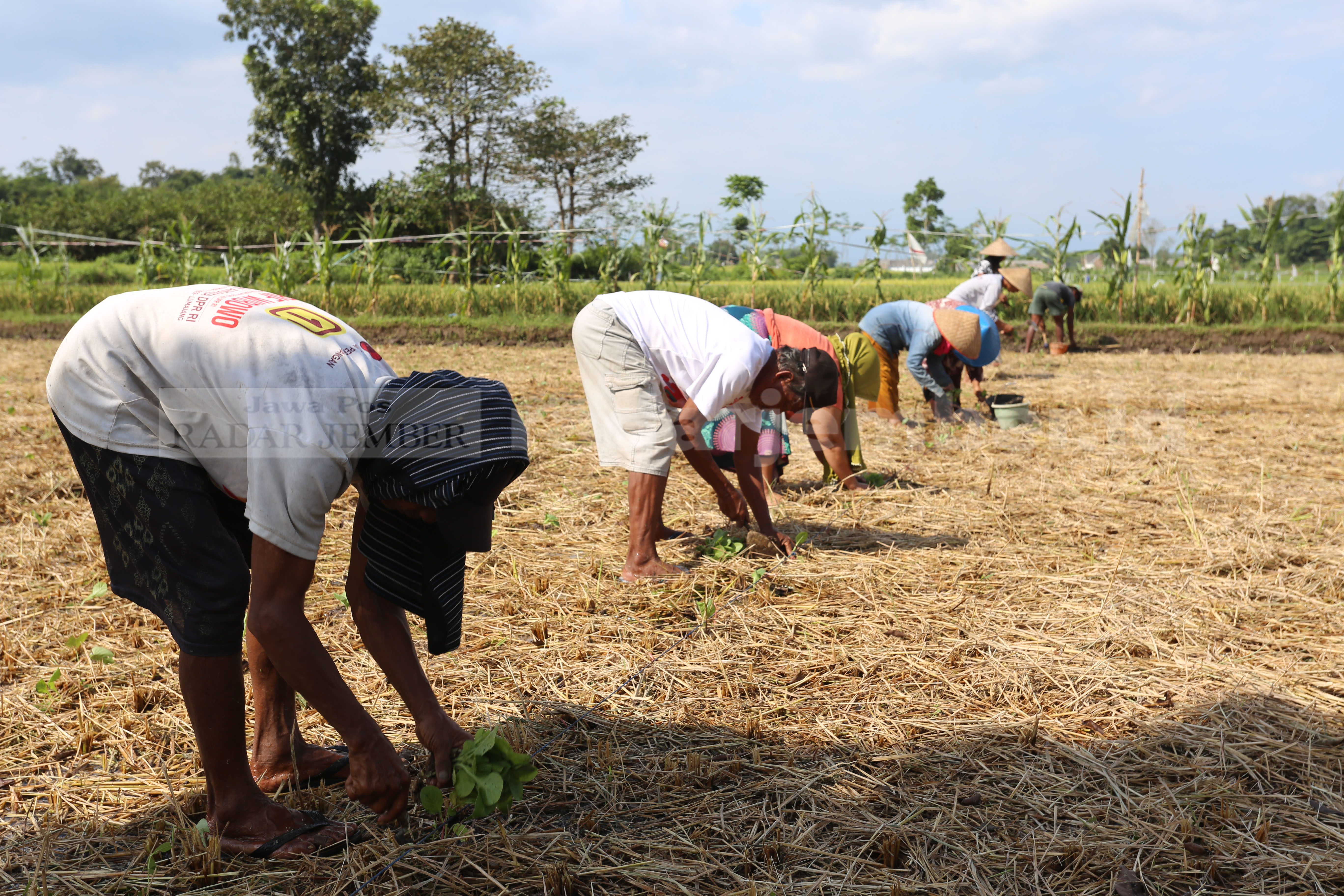 MUSIM TANAM TEMBAKAU: Petani tembakau mulai menanam pada, awal Juli kemarin. Kini, tembakau memasuki masa pemupukan.