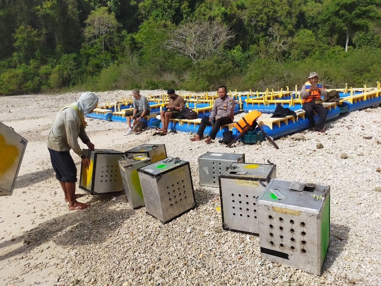 DILEPAS KE ALAM BEBAS: BKSDA Wilayah III Jember melepasliarkan 40 monyet ekor panjang Nusa Barong. Puluhan monyet itu hasil sitaan dari pekerja topeng monyet.