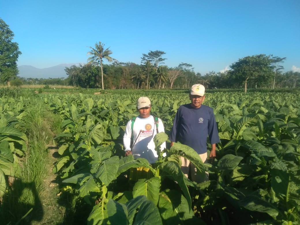 MULAI PANEN: Tembakau rajangan dan kasturi mulai masuk masa panen. Petani berharap gudang tembakau segera dibuka agar tembakaunya segera laku dijual.